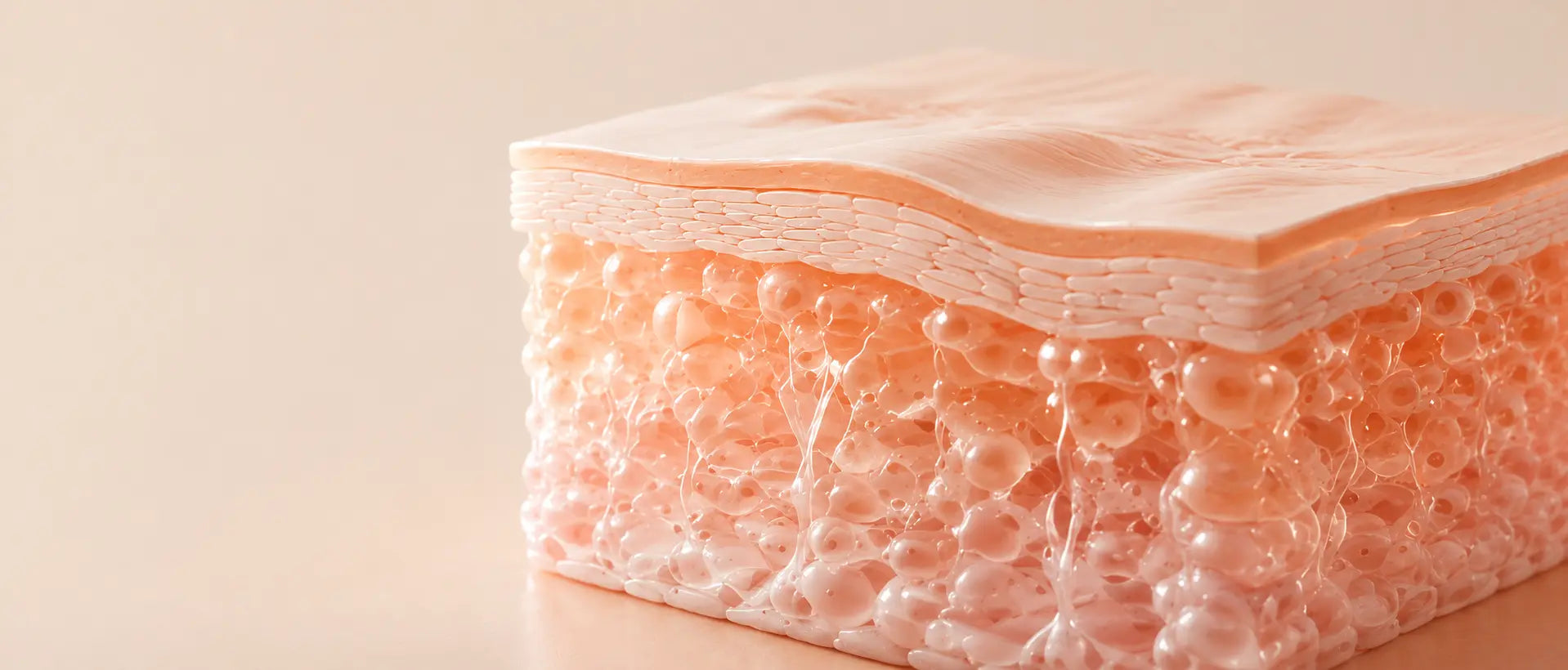 Illustration of the skin layers shown in cross-section
